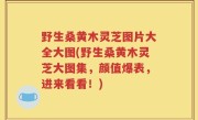 野生桑黄木灵芝图片大全大图(野生桑黄木灵芝大图集，颜值爆表，进来看看！)