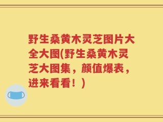 野生桑黄木灵芝图片大全大图(野生桑黄木灵芝大图集，颜值爆表，进来看看！)