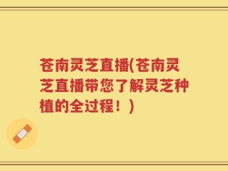 苍南灵芝直播(苍南灵芝直播带您了解灵芝种植的全过程！)