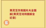 黄灵芝作用图片大全图解(黄灵芝功效图解全纪录)