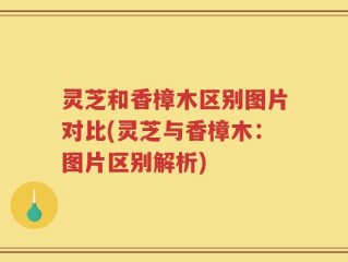 灵芝和香樟木区别图片对比(灵芝与香樟木：图片区别解析)