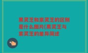 黑灵芝和紫灵芝的区别是什么图片(黑灵芝与紫灵芝的差异简述