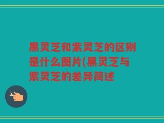 黑灵芝和紫灵芝的区别是什么图片(黑灵芝与紫灵芝的差异简述