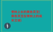 枣树上长的黄色灵芝(黄色灵芝在枣树上的成长之谜)