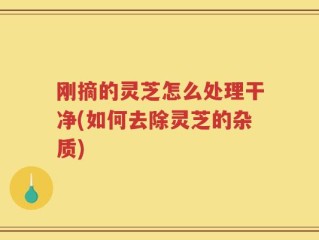 刚摘的灵芝怎么处理干净(如何去除灵芝的杂质)