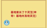 墓地里长了个灵芝(神奇！墓地内发现灵芝)