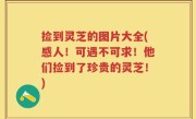 捡到灵芝的图片大全(感人！可遇不可求！他们捡到了珍贵的灵芝！)