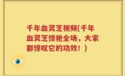 千年血灵芝视频(千年血灵芝惊艳全场，大家都惊叹它的功效！)