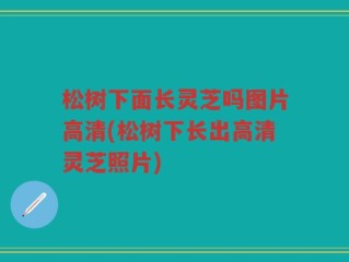 松树下面长灵芝吗图片高清(松树下长出高清灵芝照片)
