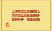 上海灵芝盆景供应(上海灵芝盆景批量供应-新鲜养护，质量过硬)