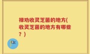 禄劝收灵芝菌的地方(收灵芝菌的地方有哪些？)