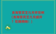 青海雪灵芝几月开花啊(青海雪灵芝几月盛开？花期揭晓！)