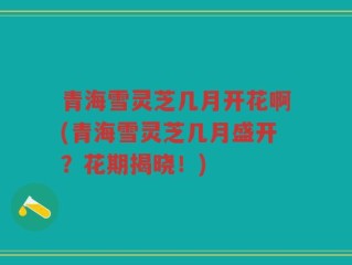 青海雪灵芝几月开花啊(青海雪灵芝几月盛开？花期揭晓！)