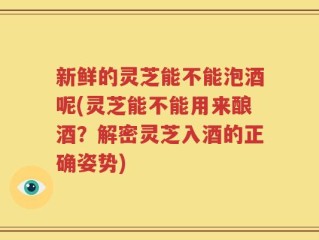 新鲜的灵芝能不能泡酒呢(灵芝能不能用来酿酒？解密灵芝入酒的正确姿势)