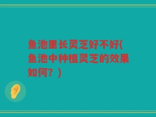 鱼池里长灵芝好不好(鱼池中种植灵芝的效果如何？)