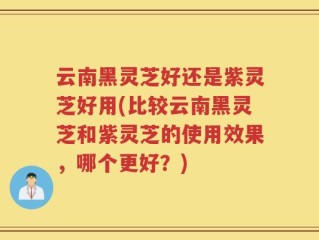 云南黑灵芝好还是紫灵芝好用(比较云南黑灵芝和紫灵芝的使用效果，哪个更好？)