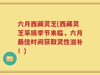 六月西藏灵芝(西藏灵芝采摘季节来临，六月最佳时间获取灵性滋补！)