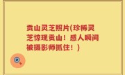 贡山灵芝照片(珍稀灵芝惊现贡山！感人瞬间被摄影师抓住！)