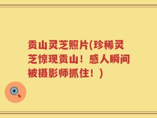 贡山灵芝照片(珍稀灵芝惊现贡山！感人瞬间被摄影师抓住！)