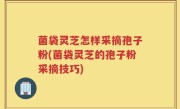菌袋灵芝怎样采摘孢子粉(菌袋灵芝的孢子粉采摘技巧)