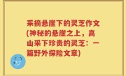 采摘悬崖下的灵芝作文(神秘的悬崖之上，高山采下珍贵的灵芝：一篇野外探险文章)