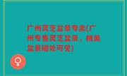广州灵芝盆景专卖(广州专售灵芝盆景，精美盆景随处可见)