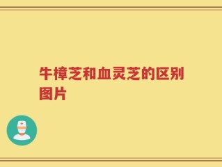 牛樟芝和血灵芝的区别图片