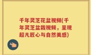 千年灵芝花盆视频(千年灵芝盆栽视频，呈现超凡匠心与自然美感)