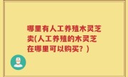 哪里有人工养殖木灵芝卖(人工养殖的木灵芝在哪里可以购买？)