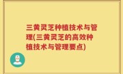 三黄灵芝种植技术与管理(三黄灵芝的高效种植技术与管理要点)