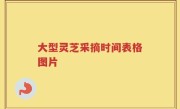 大型灵芝采摘时间表格图片