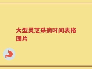 大型灵芝采摘时间表格图片