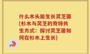 什么木头能生长灵芝菌(杉木与灵芝的奇特共生方式：探讨灵芝菌如何在杉木上生长)