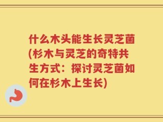 什么木头能生长灵芝菌(杉木与灵芝的奇特共生方式：探讨灵芝菌如何在杉木上生长)