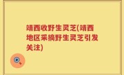 靖西收野生灵芝(靖西地区采摘野生灵芝引发关注)