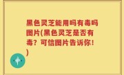 黑色灵芝能用吗有毒吗图片(黑色灵芝是否有毒？可信图片告诉你！)