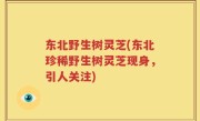 东北野生树灵芝(东北珍稀野生树灵芝现身，引人关注)