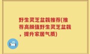 野生灵芝盆栽推荐(推荐高颜值野生灵芝盆栽，提升家居气质)