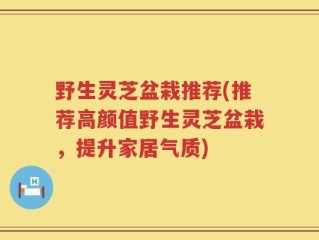 野生灵芝盆栽推荐(推荐高颜值野生灵芝盆栽，提升家居气质)
