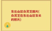 东北山区白灵芝图片(白灵芝在东北山区生长的照片)