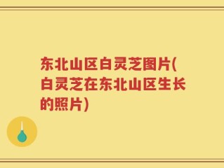 东北山区白灵芝图片(白灵芝在东北山区生长的照片)
