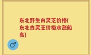东北野生白灵芝价格(东北白灵芝价格水涨船高)
