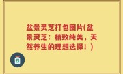 盆景灵芝打包图片(盆景灵芝：精致纯美，天然养生的理想选择！)