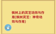 枫树上的灵芝功效与作用(枫树灵芝：神奇功效与作用)