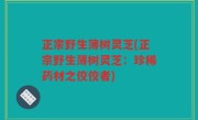 正宗野生薄树灵芝(正宗野生薄树灵芝：珍稀药材之佼佼者)