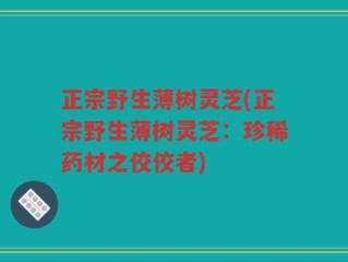 正宗野生薄树灵芝(正宗野生薄树灵芝：珍稀药材之佼佼者)