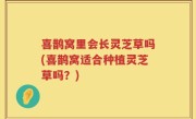 喜鹊窝里会长灵芝草吗(喜鹊窝适合种植灵芝草吗？)