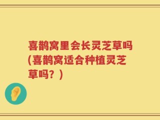 喜鹊窝里会长灵芝草吗(喜鹊窝适合种植灵芝草吗？)