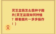 灵芝盆栽怎么载种子图片(灵芝盆栽如何种植？跟着图片一步步操作！)