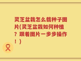 灵芝盆栽怎么载种子图片(灵芝盆栽如何种植？跟着图片一步步操作！)